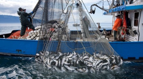 Historic abundance of salmon restored