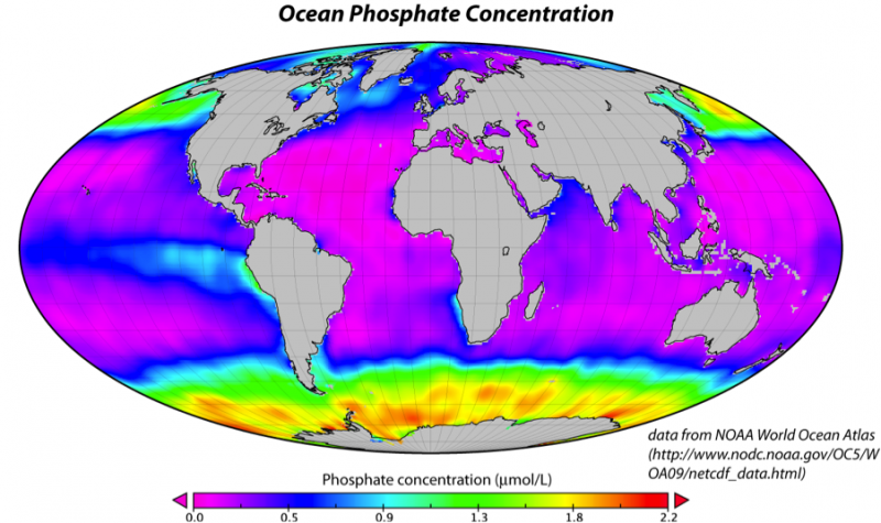 phosphorus-limitation-in-ocean-beaten-by-phytoplankton-russ-george