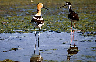 Delicate and bautiful ballorinas of the desert west include the colorful avocet and black neck stilt partner.