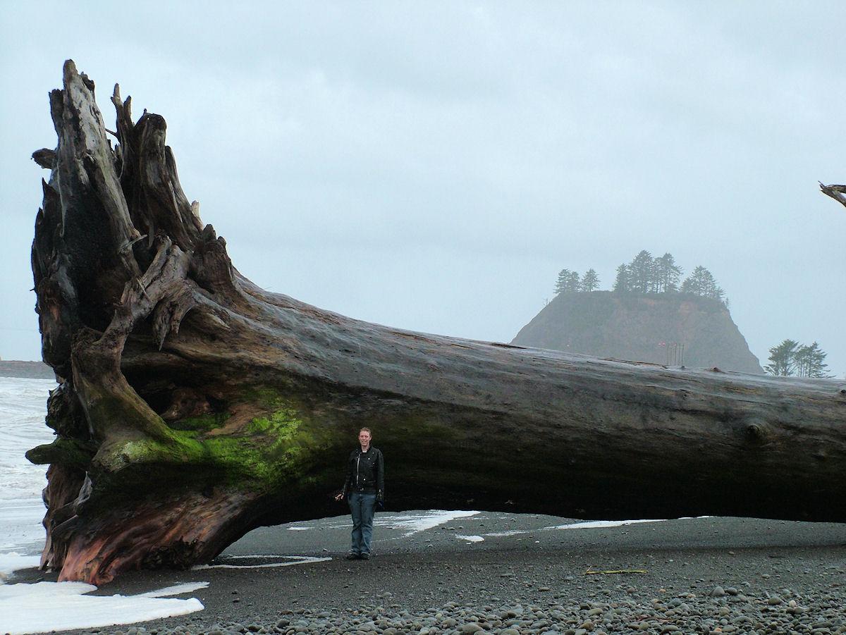 sequoia-driftwood-on-la-push-beach