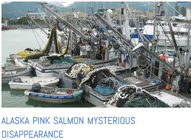 pink salmon disaster