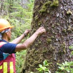 One of my Old Massett forestry techs measuring a Sitka Spruce spared from the saw forever!