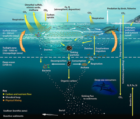 Six Year Look At NE Pacific Blooms - Russ George