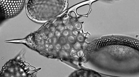 PROTEUS The Art Of Extraordinary Plankton