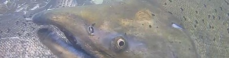 Canada's Salmon Sage Describes "EPIC FAIL" In Salmon Manangment