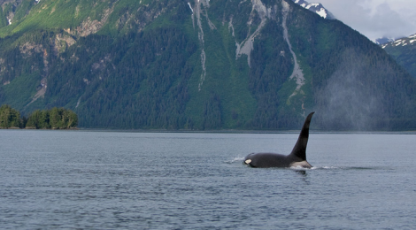 Uncle Fred and Little Fred - A Tale Of Two Orcas