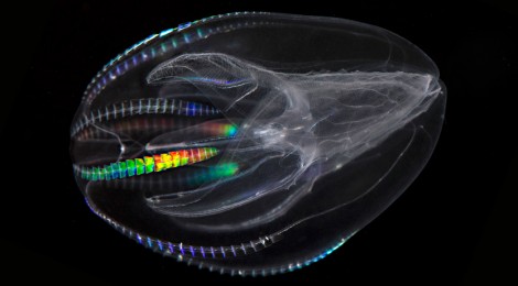 Life Inside A Plankton Bloom, Welcome To A World Of Wonder