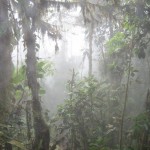 misty_rainforest