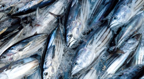 Ocean Fish Pasture Restoration To Generate $83 Billion In Fisheries Profits