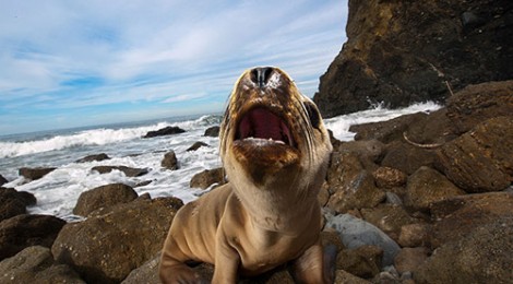 sea lion pups