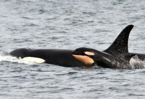 An adult Orca whale with a very young one