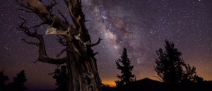 Oldest Living Trees On Earth - The Bristlecone Pines