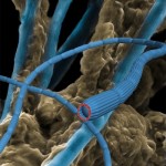 bacterial  mat_nerves