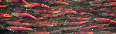 40 Million Salmon Can't Be Wrong Video 