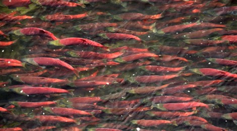 40 Million Salmon Can't Be Wrong Video 