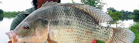 Tilapia To Help Save Wild Fish From Extinction