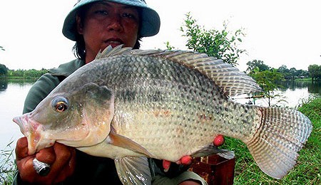 Tilapia To Help Save Wild Fish From Extinction