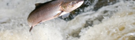 Atlantic Salmon Starve As Plankton Pastures Perish - We Can Feed Them