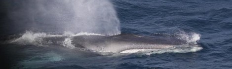 Restore Whale Pastures To Bring Them Back And Keep Them Safe