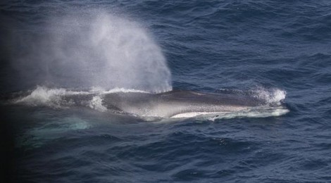 Restore Whale Pastures To Bring Them Back And Keep Them Safe