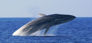 fin whales