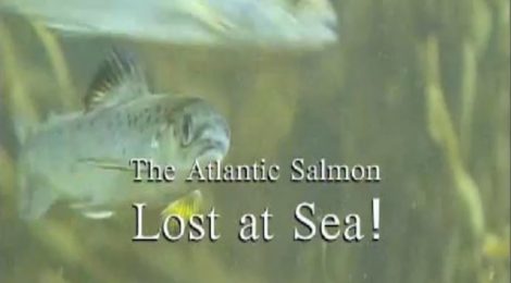 Atlantic Salmon Lost At Sea Film