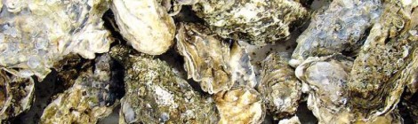 Oysters And Shellfish Dying On North America's West Coast
