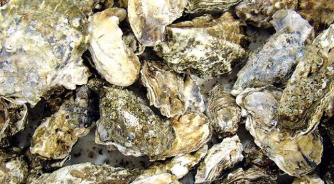 Oysters And Shellfish Dying On North America's West Coast