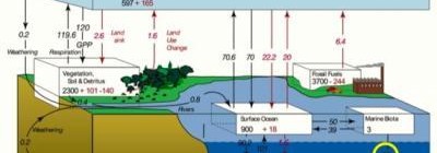 Ocean Pastures Are The Most Important Part Of Global Carbon Cycle