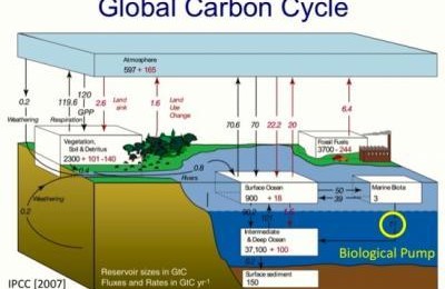 Ocean Pastures Are The Most Important Part Of Global Carbon Cycle
