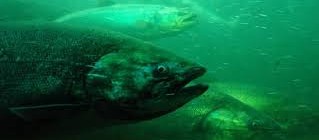 Salmon Offshore Lives Most Critical To Survival - PLOS paper