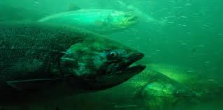 Salmon Offshore Lives Most Critical To Survival - PLOS paper
