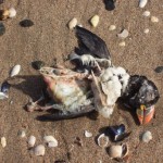 No he is not ressting. This Puffin is dead.