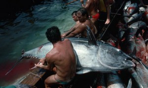 Giant Bluefin Tuna 