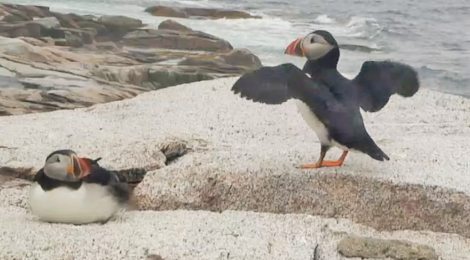 Poof Go The Puffins Unless We Help