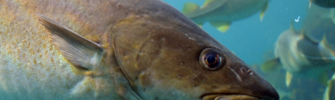 We Can Restore Atlantic Cod - Are You Listening Pew