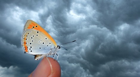 Plankton Butterfly Effect Helps Make Rain