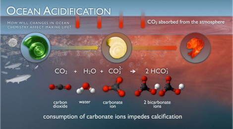 CO2 Forces Ocean Acidification Into High Gear