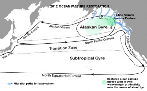 Pacific gyres