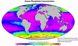 Ocean Phosphate
