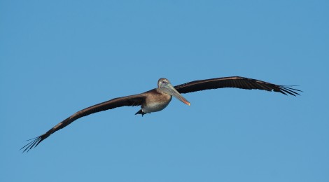 pelican flying