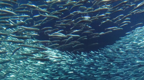Pacific Forage Fish Decline As North Pacific Cools