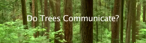 trees communicate