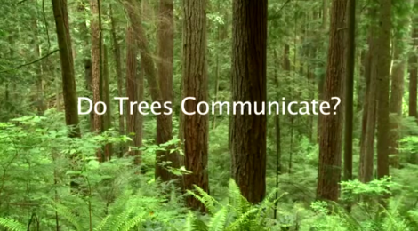 trees communicate