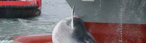 whale ship bow