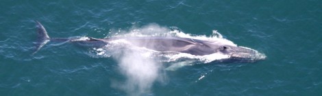 Whales Are Geoengineers According To New Scientific Report