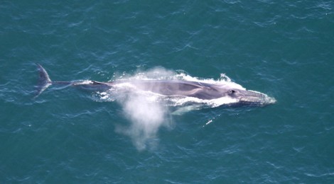 Whales Are Geoengineers According To New Scientific Report