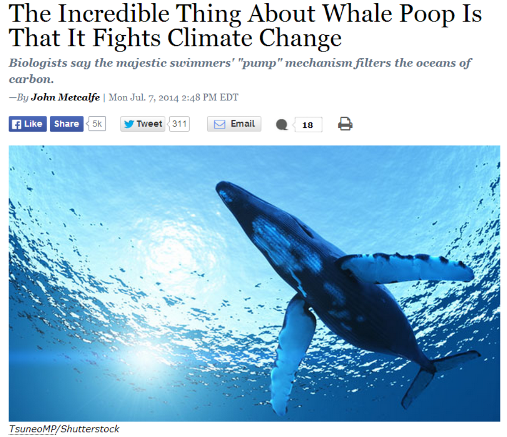 whale poop headline 1