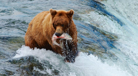 alaska bear with salmon