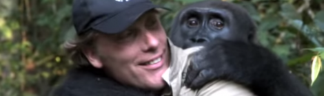 kwibi gorilla loving his pal